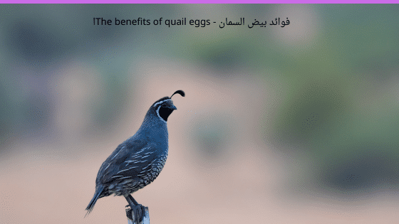 فوائد بيض السمان - The benefits of quail eggs