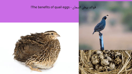فوائد بيض السمان - The benefits of quail eggs