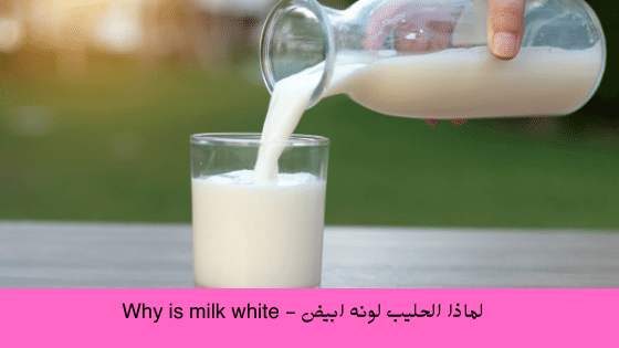 لماذا لون الحليب ابيض