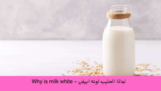 لماذا الحليب لونه ابيض - Why is milk white
