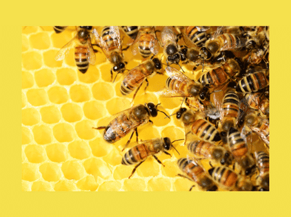 تجربة ترببة النحل
